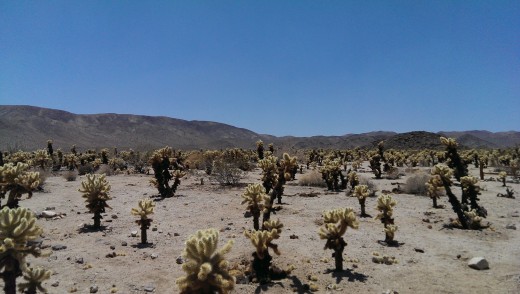 Joshua tree National Park