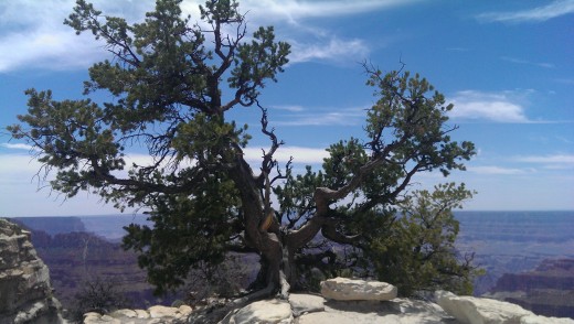 Träd i Grand Canyon
