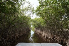 Svävare (båt med fläkt) genom Everglades i Florida