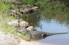 En alligator i Everglades Florida