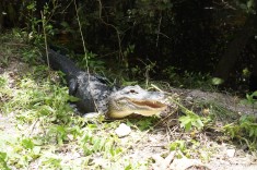 Alligator i Nationalparken Everglades Florida