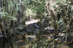 Everglades träskmark i Florida