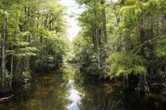 Flod genom träsk i Florida USA