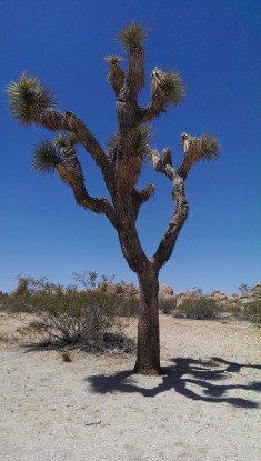 Joshua tree