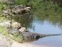 Alligator Everglades Florida