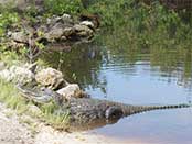 Alligator Everglades Florida